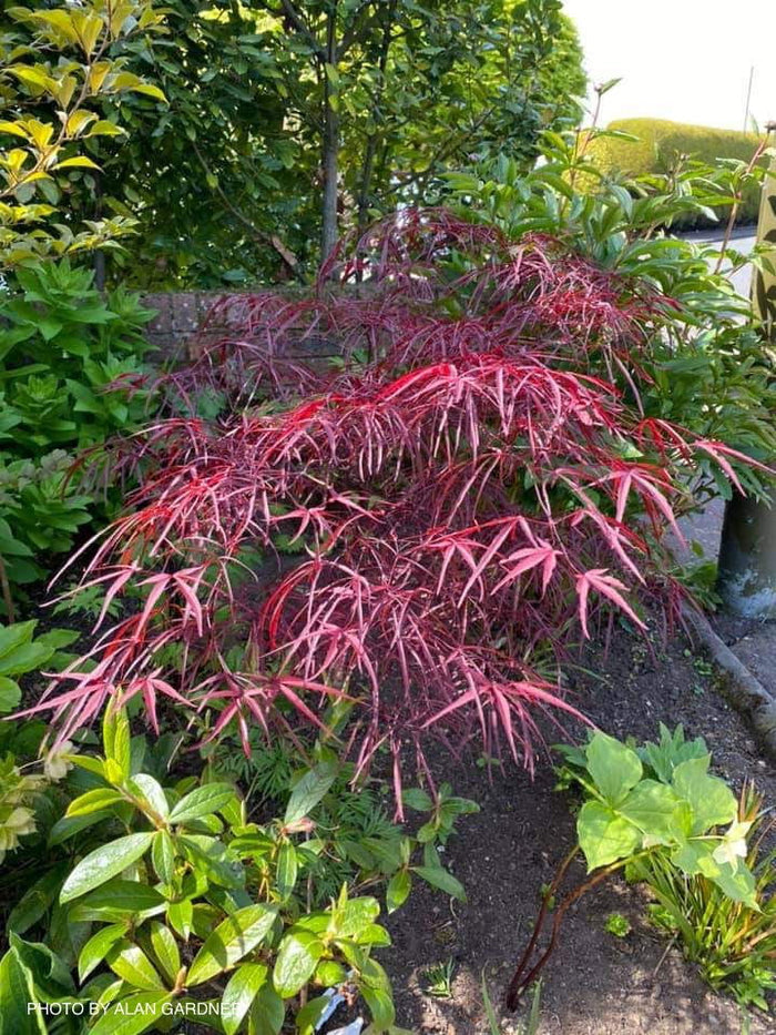 - Acer palmatum 'Enkan' Japanese Maple - Mr Maple │ Buy Japanese Maple Trees