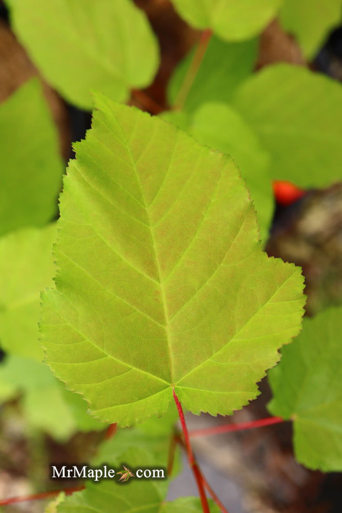 - Acer tataricum ‘GarAnn’ Hot Wings Tatarian Maple - Mr Maple │ Buy Japanese Maple Trees