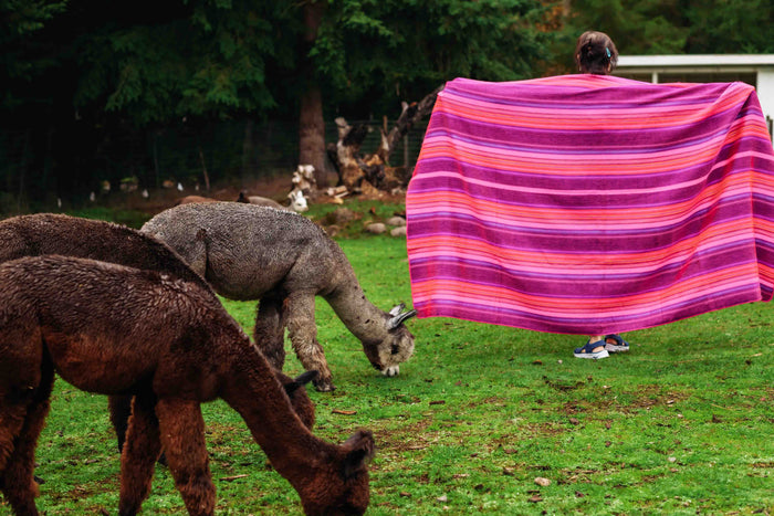 Cotton Candy Blanket - Striped - Brushed Alpaca Blanket