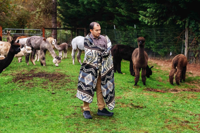 Man wrapped in the Cuzco Stone Alpaca Wool Blanket while walking near alpacas at Enchanted Farms.