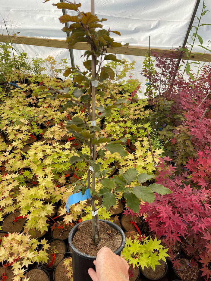 - Fagus sylvatica 'Rohan Red Weeping' Weeping Purple European Beech - Mr Maple │ Buy Japanese Maple Trees