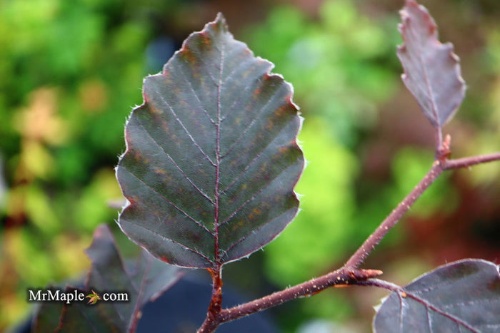 - Fagus sylvatica 'Rohan Red Weeping' Weeping Purple European Beech - Mr Maple │ Buy Japanese Maple Trees