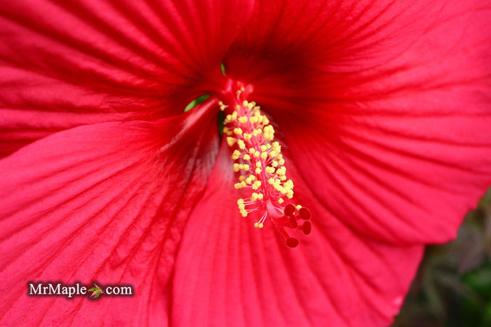 - Hibiscus moscheutos Pink Passion™ Hardy Hibiscus - Mr Maple │ Buy Japanese Maple Trees