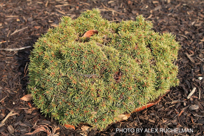 - Picea abies 'Malena' Rare Dwarf Norway Spruce - Mr Maple │ Buy Japanese Maple Trees