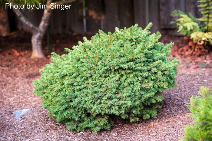 - Picea abies 'Malena' Rare Dwarf Norway Spruce - Mr Maple │ Buy Japanese Maple Trees