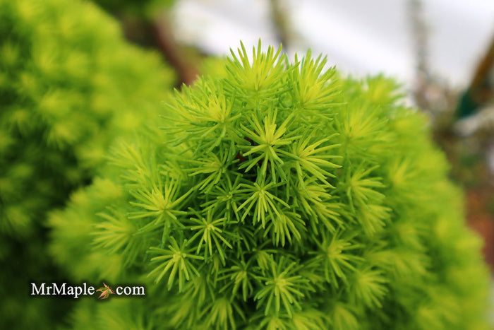 - Picea glauca 'Pixie Dust' Dwarf White Spruce - Mr Maple │ Buy Japanese Maple Trees