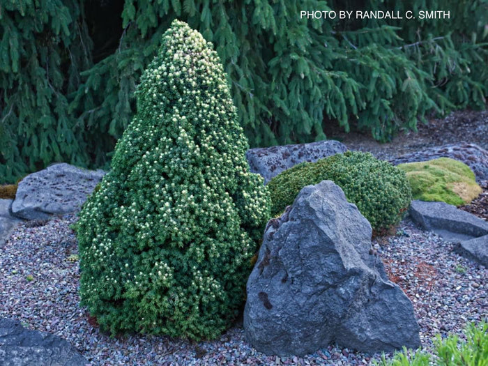- Picea glauca 'Pixie Dust' Dwarf White Spruce - Mr Maple │ Buy Japanese Maple Trees