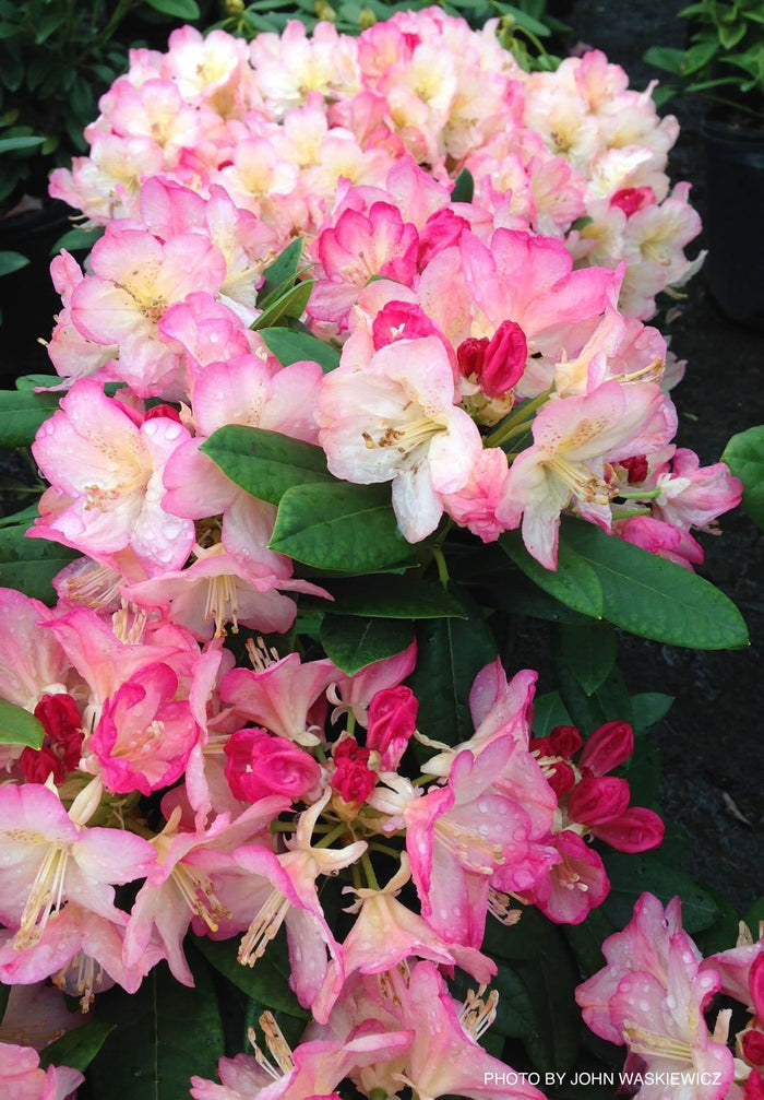 - Rhododendron 'Percy Wiseman' Bright Pink Blooms - Mr Maple │ Buy Japanese Maple Trees