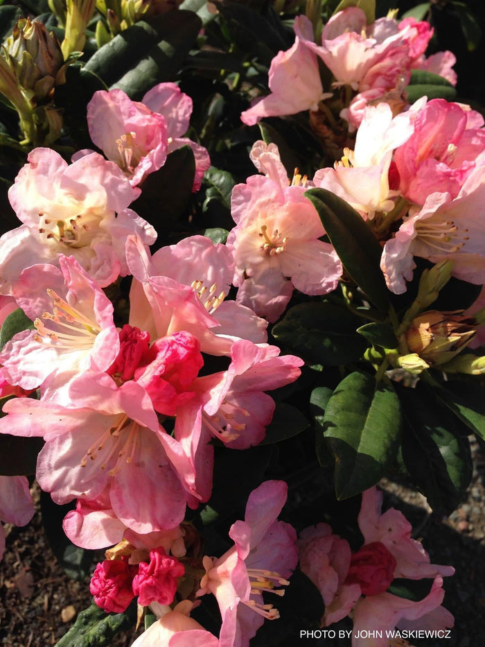 - Rhododendron 'Percy Wiseman' Bright Pink Blooms - Mr Maple │ Buy Japanese Maple Trees