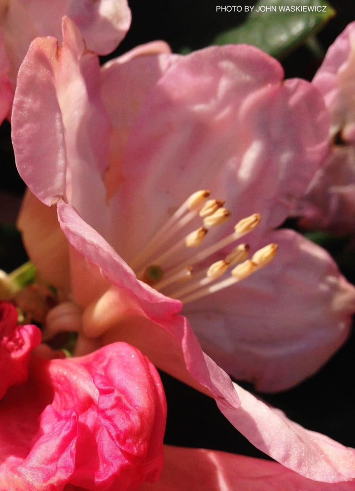 - Rhododendron 'Percy Wiseman' Bright Pink Blooms - Mr Maple │ Buy Japanese Maple Trees