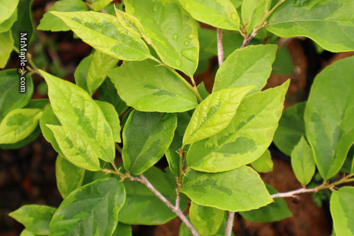 - Sycoparrotia semidecidua 'Variegata' Variegated Sycoparrotia - Mr Maple │ Buy Japanese Maple Trees