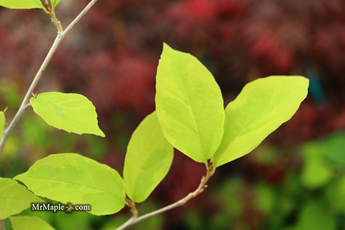 - Sycoparrotia semidecidua 'Variegata' Variegated Sycoparrotia - Mr Maple │ Buy Japanese Maple Trees